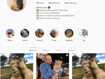 Buy Lion Animals Instagram Account with 192K Followers