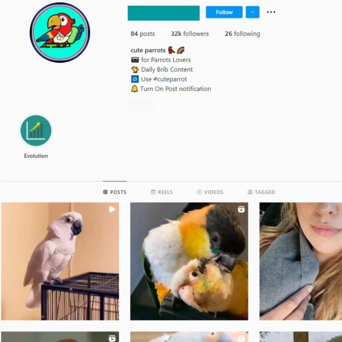 Buy Parrots Instagram Account with 32K Followers