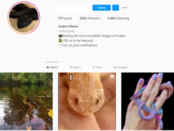 Buy Snake Animal Instagram Account with 200K Followers
