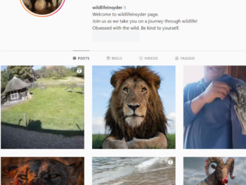 180K Animal Wildlife Instagram Account for Sale