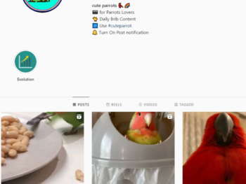 30K Parrots Animals Instagram Account for Sale