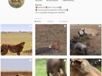 85K Lion Wildlife Instagram Account for Sale