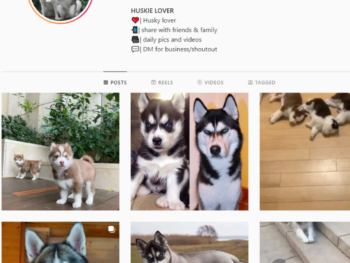 180K Husky Dog Instagram Account for Sale