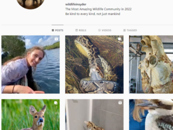 190K Animal Wildlife Instagram Account for Sale