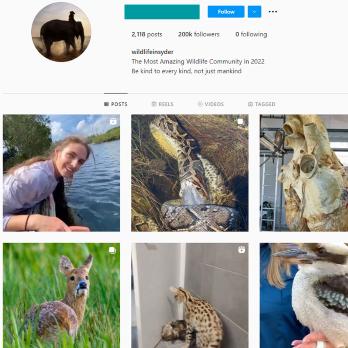 190K Animal Wildlife Instagram Account for Sale