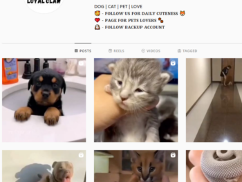 200K Animals Pets Instagram Account for Sale