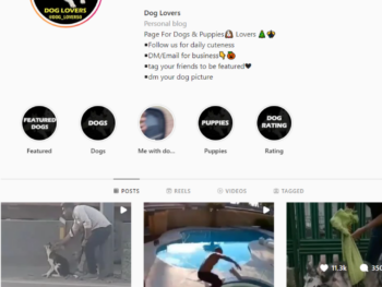 290K Pets Dogs Instagram Account for Sale