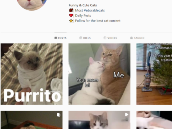 57K Funny Cats Instagram Account for Sale