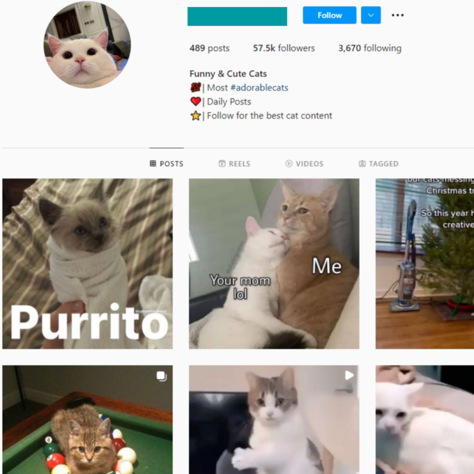 57K Funny Cats Instagram Account for Sale