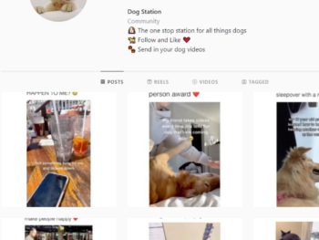 95K Dog Memes Instagram Account for Sale