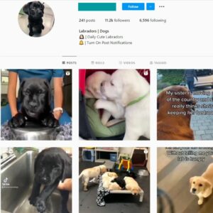 11K Labradors Dogs Instagram Account for Sale