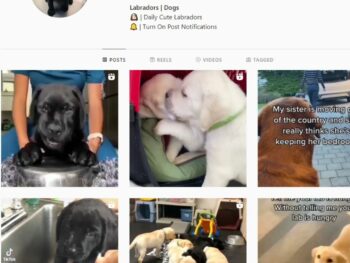 11K Labradors Dogs Instagram Account for Sale