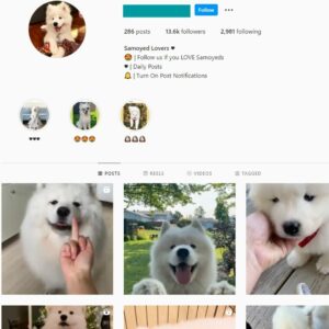 13K Samoyed Dog Instagram Account for Sale