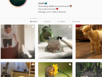 149K Animal Wildlife Instagram Account for Sale