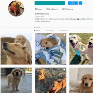 70K Golden Retrievers Instagram Account for Sale