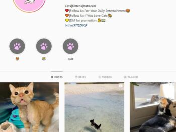 180K Cats Kittens Instagram Account for Sale