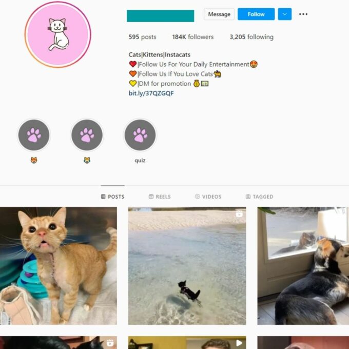 180K Cats Kittens Instagram Account for Sale