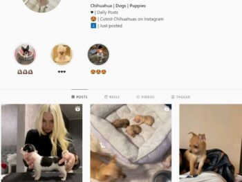 200K Chihuahua Dogs Instagram Account for Sale