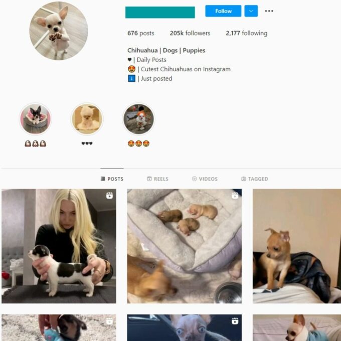 200K Chihuahua Dogs Instagram Account for Sale