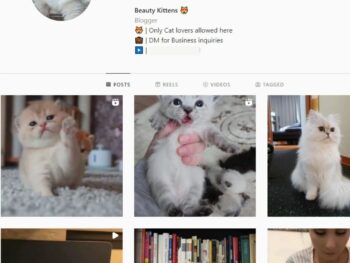 20K Cats Kittens Instagram Account for Sale