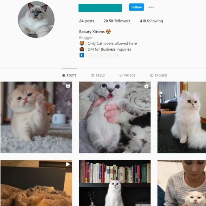 20K Cats Kittens Instagram Account for Sale