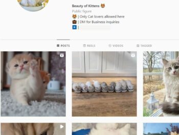 21K Kittens Cats Instagram Account for Sale