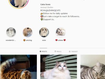 2K Cat Lovers Instagram Account for Sale