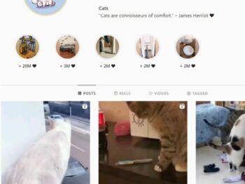31K Wonderful Cats Instagram Account for Sale