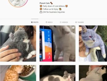 98K Planet Cats Instagram Account for Sale