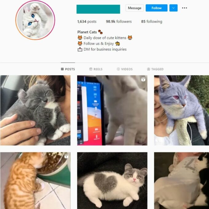 98K Planet Cats Instagram Account for Sale