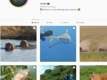 100K Safari Nature Instagram Account for Sale