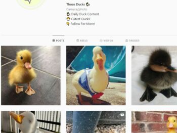 13K Animals Ducks Instagram Account for Sale