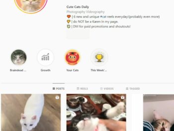 140K Kittens Cats Instagram Account for Sale