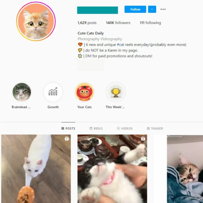 140K Kittens Cats Instagram Account for Sale