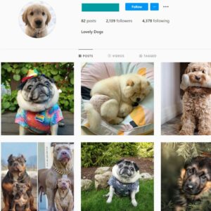 2K Dogs Pets Instagram Account for Sale