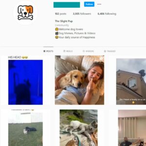 3K Dog Puppies Instagram Account for Sale