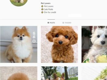 1K Dogs Pets Instagram Account for Sale