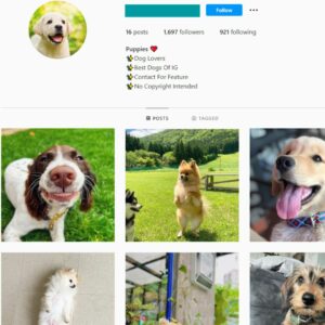 1K Puppies Dogs Instagram Account for Sale