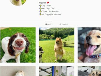 1K Puppies Dogs Instagram Account for Sale