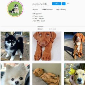 2K Puppy / Dog Instagram Account for Sale