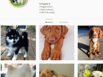 2K Puppy / Dog Instagram Account for Sale