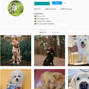 2K Puppy Dog Instagram Account for Sale