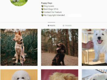 2K Puppy Dog Instagram Account for Sale