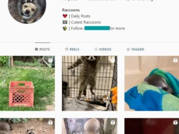 60K Raccoons Animals Instagram Account for Sale
