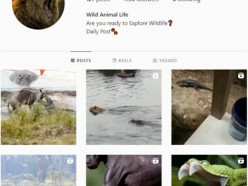 120K Animal Wildlife Instagram Account for Sale