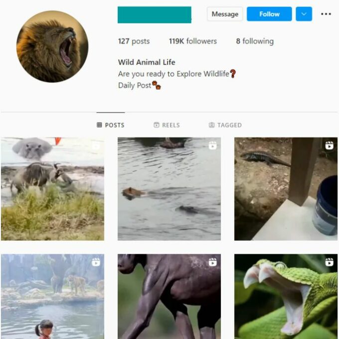 120K Animal Wildlife Instagram Account for Sale