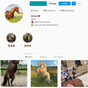 28k Horses Animals Instagram Account for sale