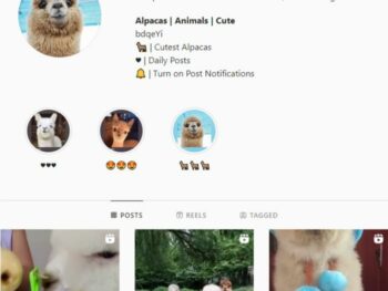 35k Alpacas Animal Instagram Account for sale