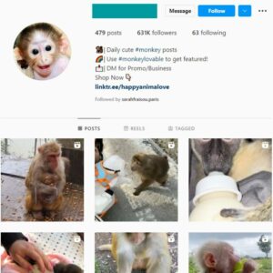 620k Monkey Wildlife Instagram Account for sale