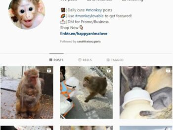 620k Monkey Wildlife Instagram Account for sale